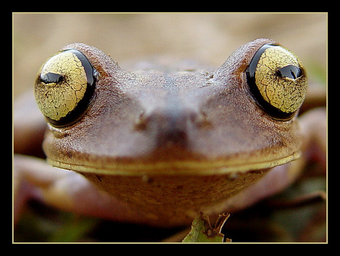 фото "Hello!!!" метки: макро и крупный план, природа, дикие животные