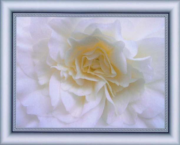 фото "Begonia"Snow White"" метки: макро и крупный план, природа, цветы