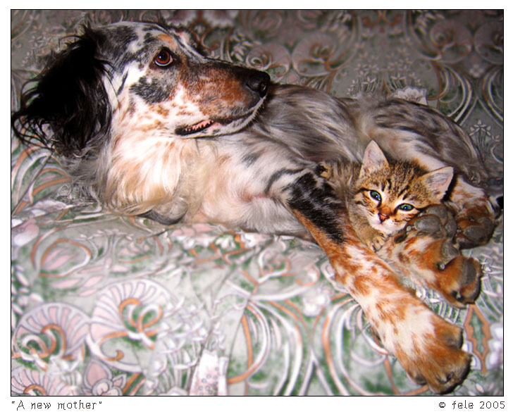 photo "A new mother" tags: nature, pets/farm animals