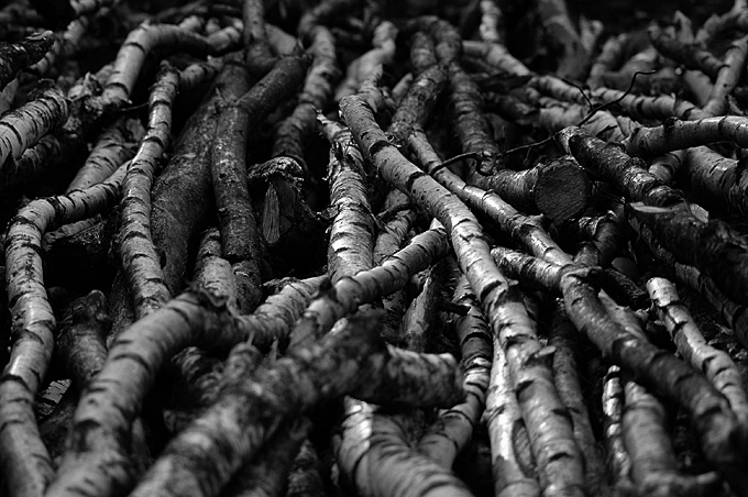photo "Untitled photo" tags: black&white, landscape, forest