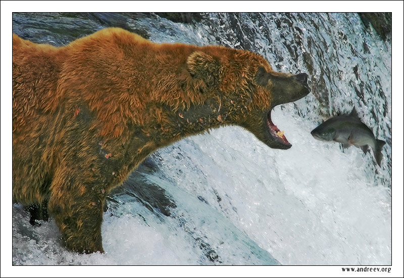 photo "Classical Bear" tags: nature, travel, North America, wild animals