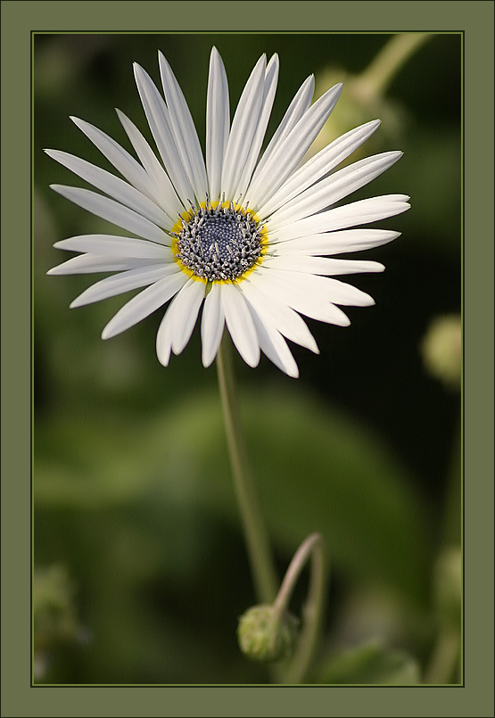 photo "MacroVision #7" tags: nature, flowers