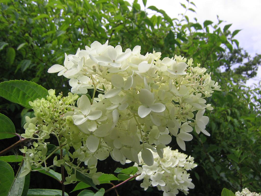 photo "Hortensia" tags: misc., nature, flowers