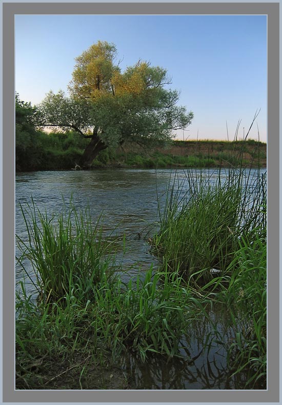 photo "Evening on the Protva river" tags: landscape, summer, water