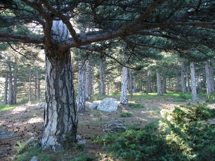 photo "Crimean forest" tags: landscape, forest, summer