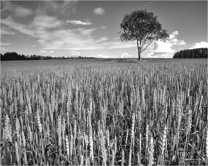 photo "Tree" tags: landscape, black&white, spring