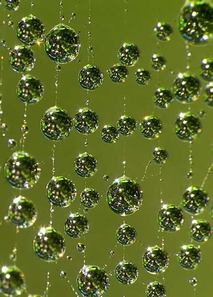 photo "Diamond and pearls" tags: macro and close-up, 