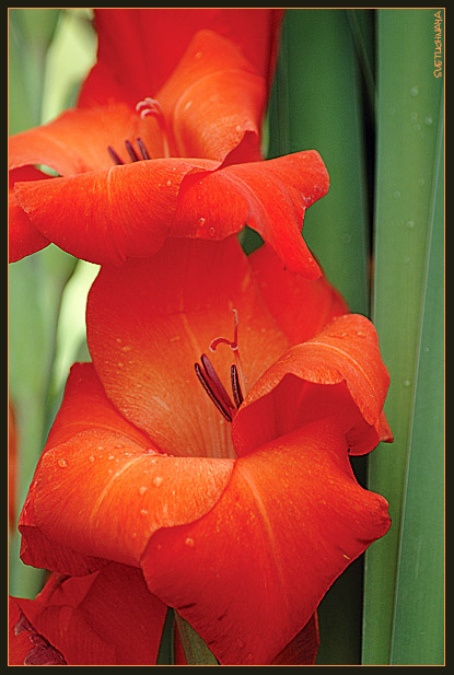 photo "Gladiolus" tags: nature, flowers