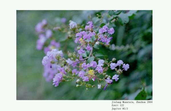 фото "little flower" метки: природа, цветы