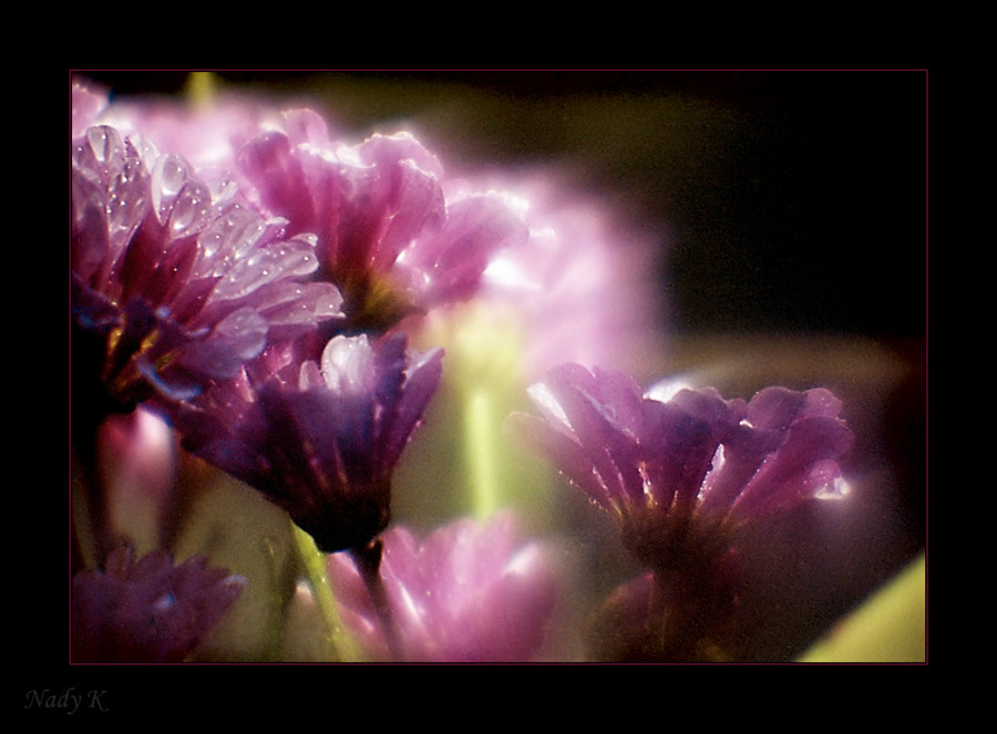 photo "Make a breath of flowering magnificent.." tags: nature, flowers