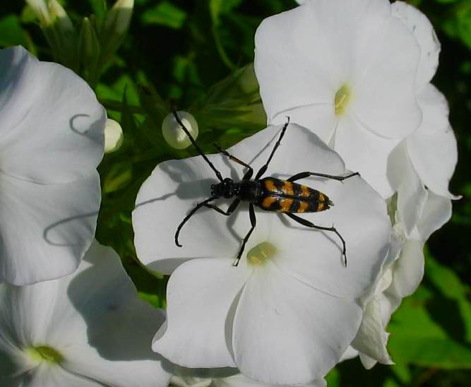 photo "Mr. Whiskers" tags: nature, macro and close-up, insect