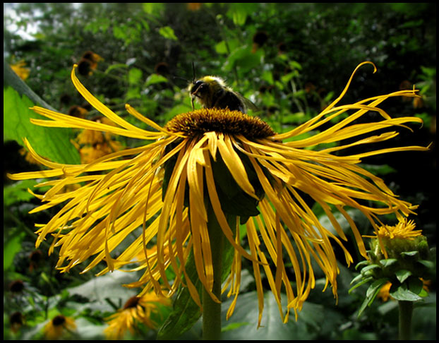 photo "The last bumblebee in Moscow" tags: nature, macro and close-up, insect