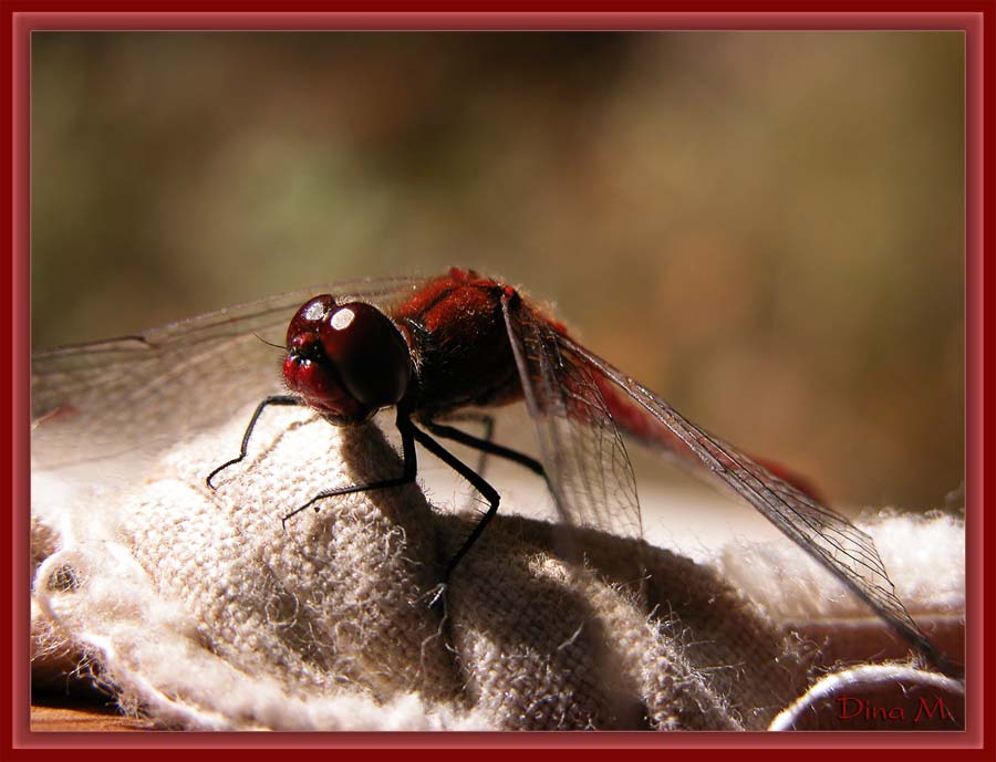 photo "***" tags: macro and close-up, nature, insect