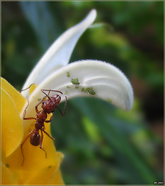 photo "Ant" tags: macro and close-up, 