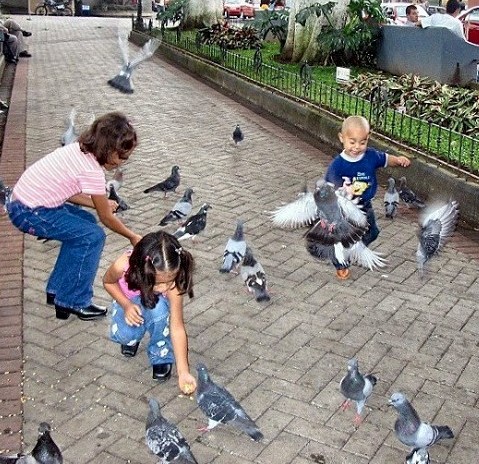 photo "Pigeon Play" tags: genre, humor, 