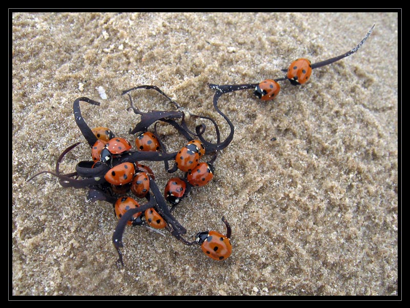 photo "ladybugs" tags: nature, 
