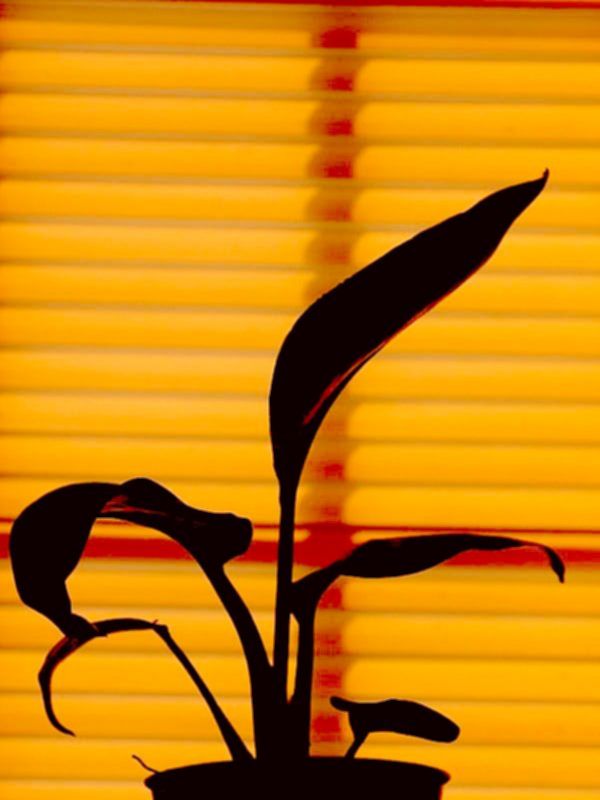photo "Late Afternoon Still Life" tags: nature, still life, flowers