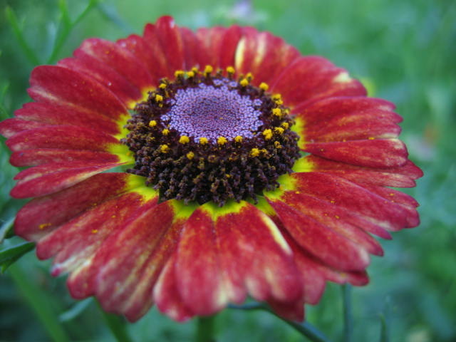 photo "Disc" tags: macro and close-up, 