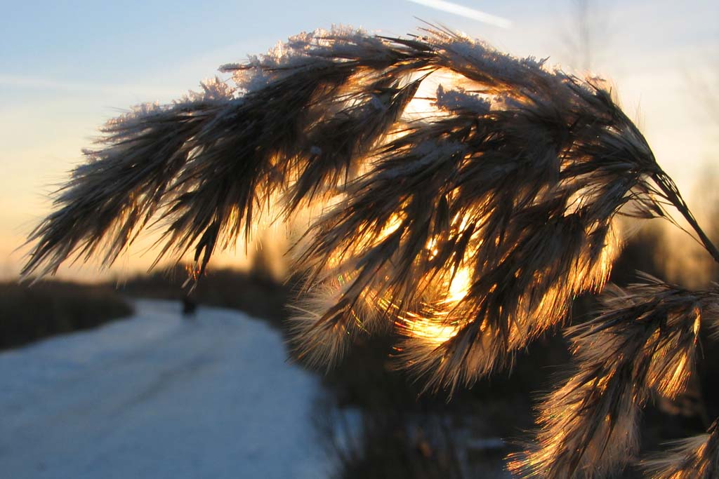 фото "камыш" метки: природа, пейзаж, зима