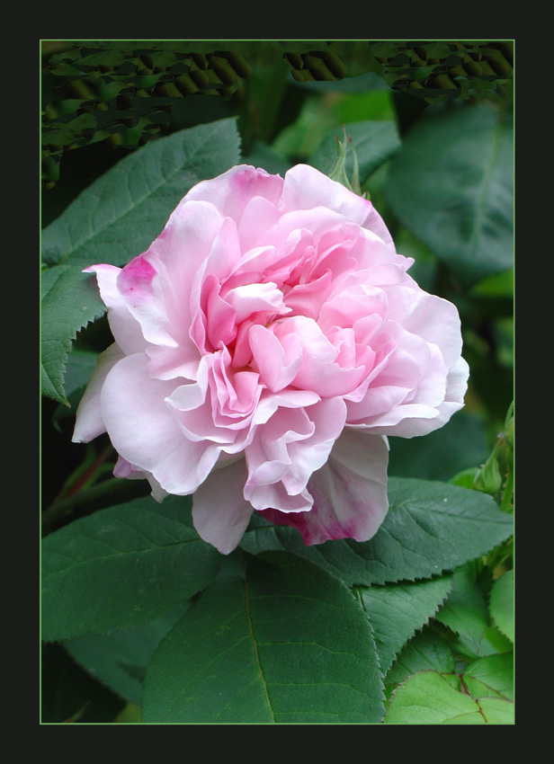фото "Rosa Ferdinand Pichard" метки: природа, цветы