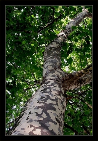 photo "Tree or Giraffe? :))" tags: nature, landscape, 