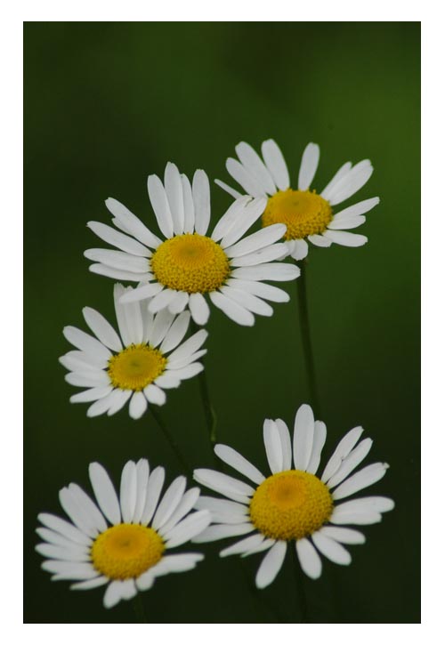 photo "Just camomiles..." tags: nature, macro and close-up, flowers