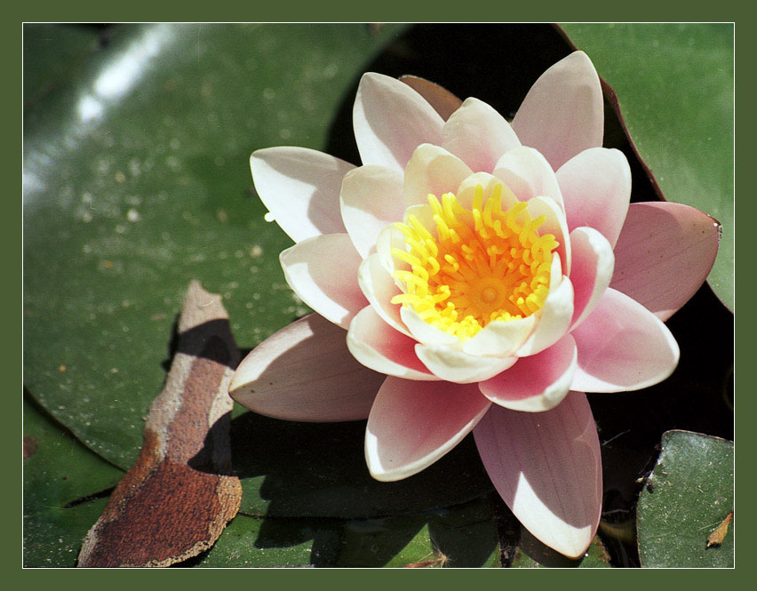 фото "Водяная роза" метки: природа, макро и крупный план, цветы
