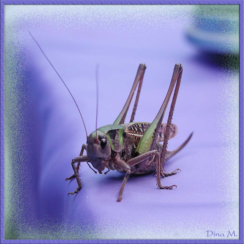 фото "Гость :)" метки: макро и крупный план, природа, насекомое