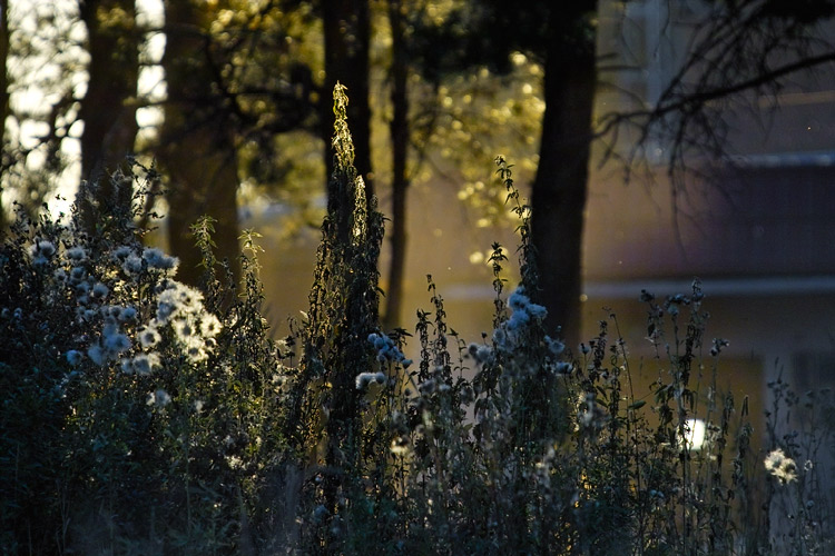 photo "Weed's Domain" tags: nature, 