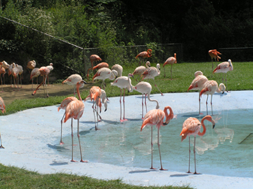 photo "Flamingo" tags: travel, Asia