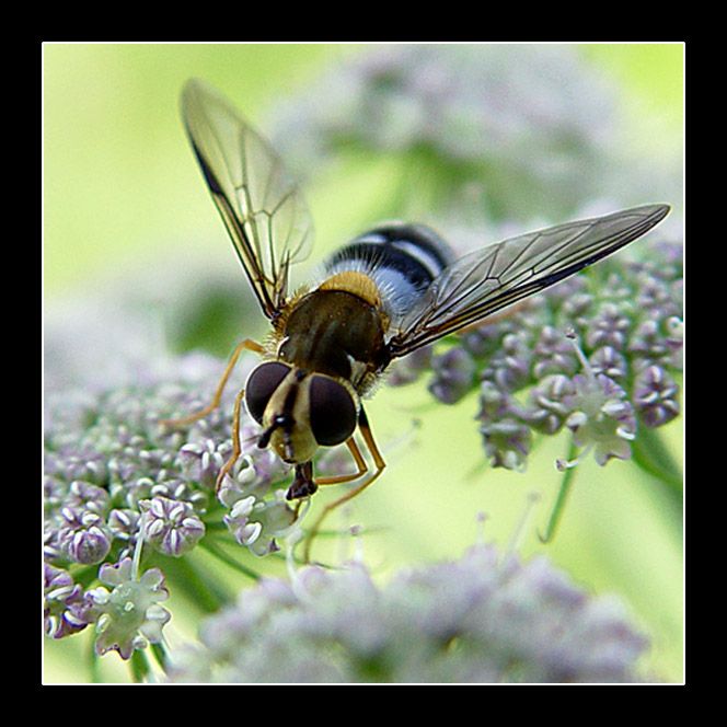 photo "Do Not touch me, I on work...)" tags: nature, macro and close-up, insect