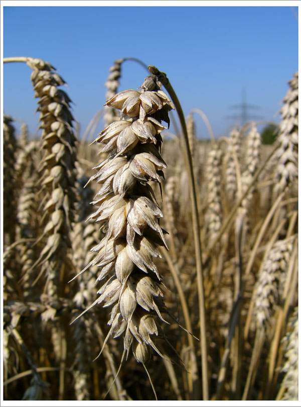 photo "***" tags: travel, macro and close-up, Europe