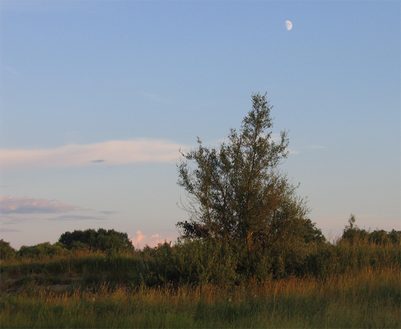 photo "A night-piece" tags: landscape, nature, summer