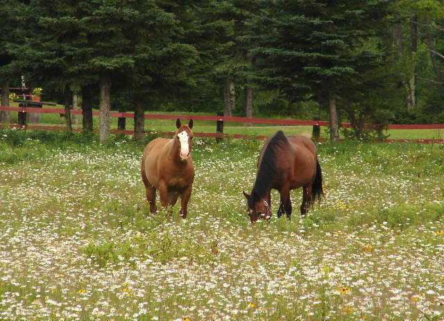 photo "Knee-Deep" tags: travel, landscape, North America, summer