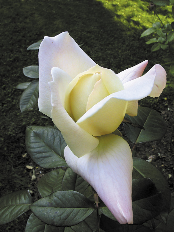 фото "Rose's Color" метки: природа, цветы
