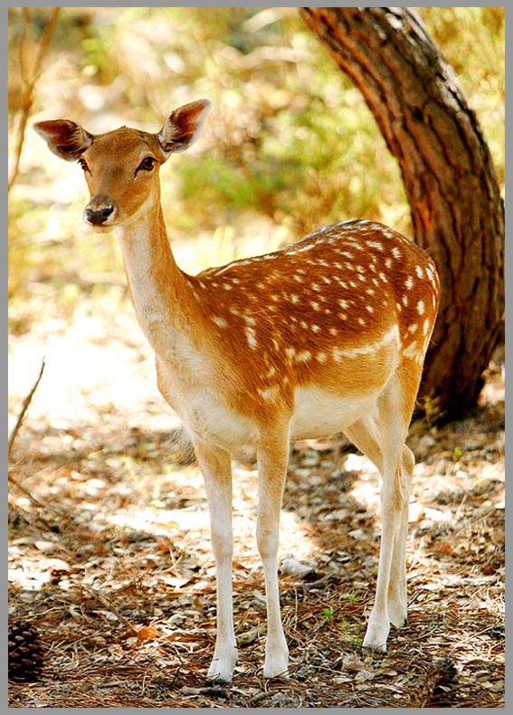 photo "BAMBI" tags: nature, landscape, mountains, wild animals