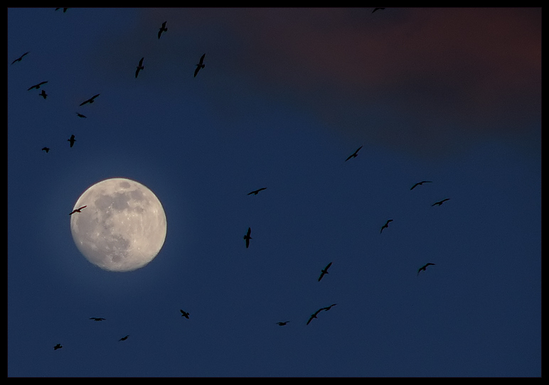 photo "Bad Moon Rising" tags: landscape, nature, night, wild animals