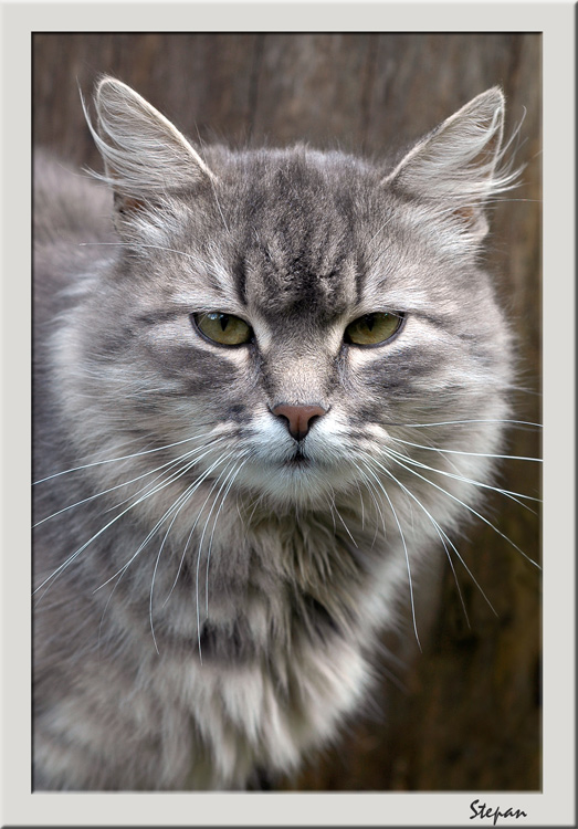 photo "Cat Stepan" tags: nature, pets/farm animals