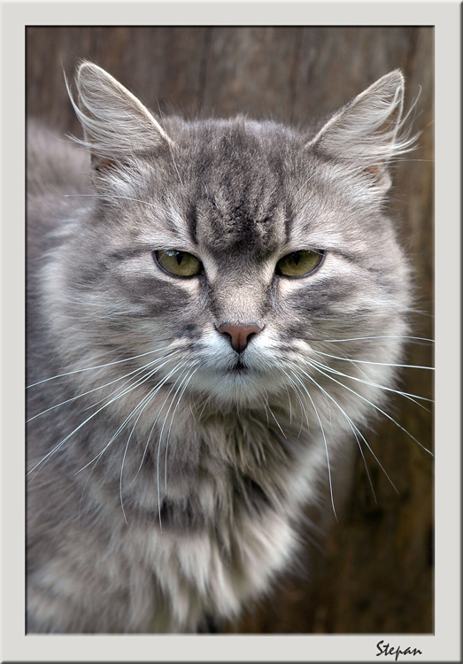photo "Cat Stepan" tags: nature, pets/farm animals