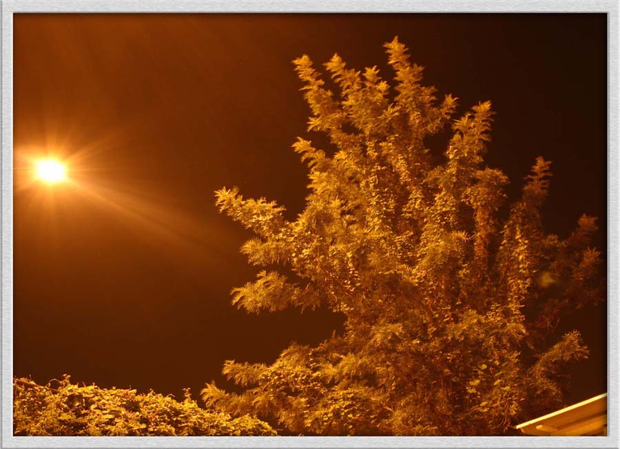 photo "Night error" tags: nature, landscape, autumn, flowers
