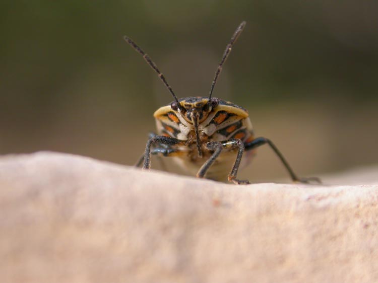 photo "What are you looking!" tags: nature, macro and close-up, insect