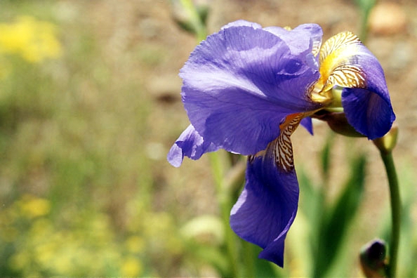 фото "Flower" метки: природа, цветы