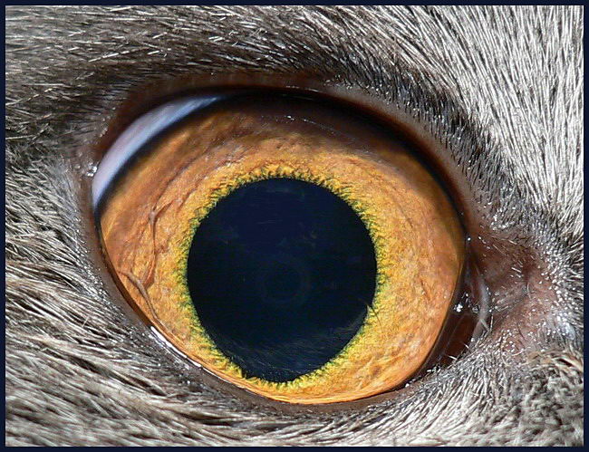 фото "Кошачий глаз" метки: макро и крупный план, природа, домашние животные