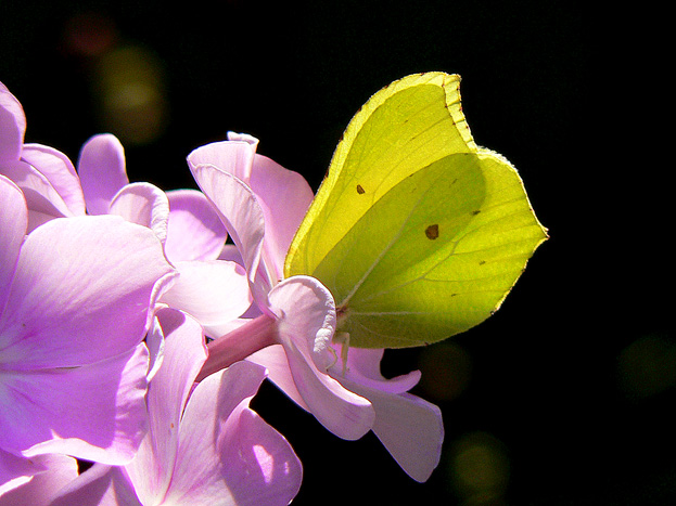фото "yellow & lilac" метки: природа, насекомое, цветы
