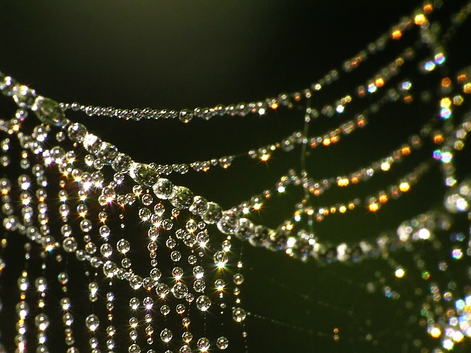 photo "Pearls II" tags: macro and close-up, nature, 