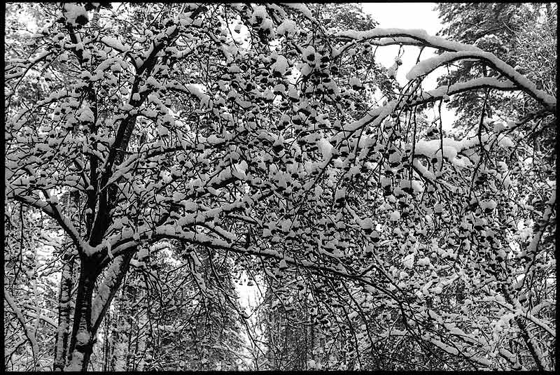 photo "ashberry" tags: black&white, misc., 
