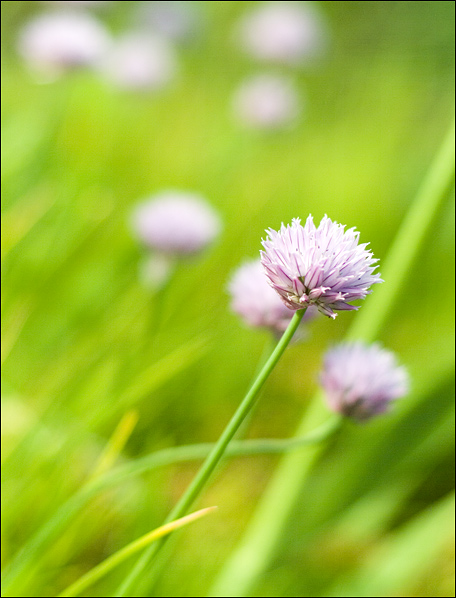 photo "Акварель" tags: nature, flowers