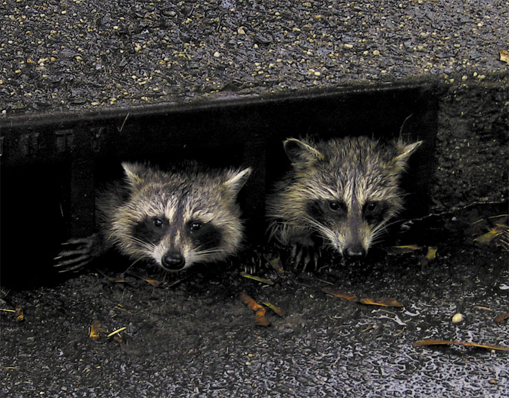photo "My Friends" tags: nature, pets/farm animals