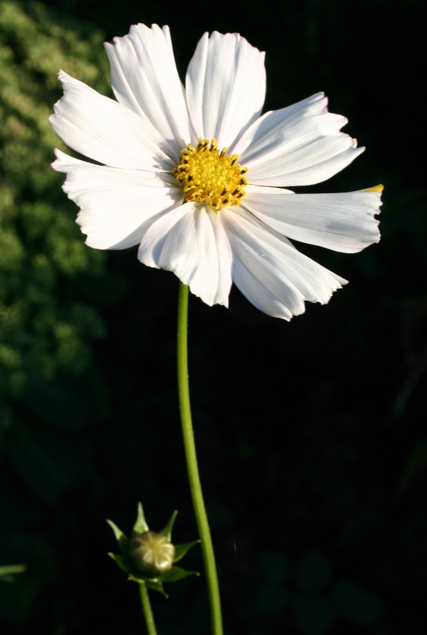 photo "Big and small" tags: nature, flowers