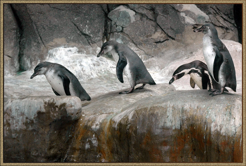 photo "Funny penguins!" tags: nature, humor, wild animals